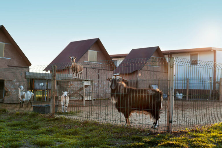 Rising Demand for Prefab Steel Constructions to Shelter Animals and Livestock Safely